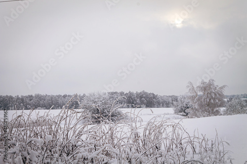A winter day. Trees in the snow, snowdrifts. Fairytale forest.