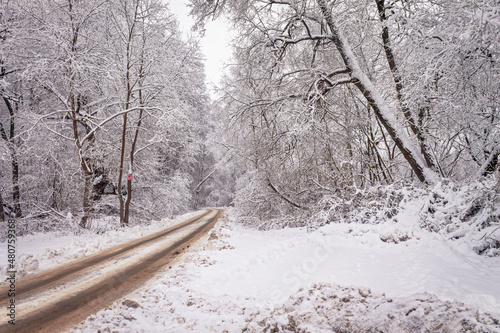A winter day. Trees in the snow, snowdrifts. Fairytale forest.