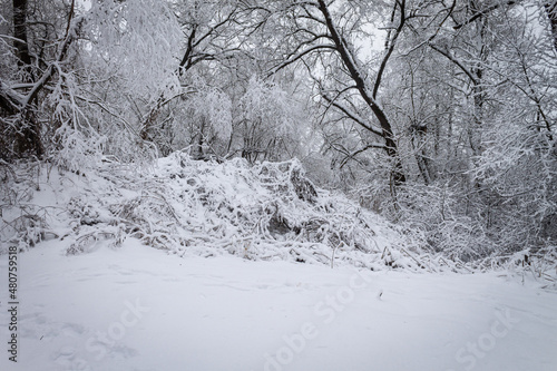 A winter day. Trees in the snow, snowdrifts. Fairytale forest.