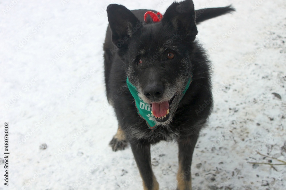 Portrait of a black dog wearing a green bandanna against a background of snow. The female dog was rescued from a shelter where she spent 8 years.
A cheerful dog with one eye. Portrait of a black dog wearing a green bandanna against a background of snow. The female dog was rescued from a shelter where she spent 8 years.
A cheerful dog with one eye.