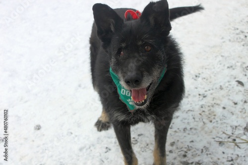 Portrait of a black dog wearing a green bandanna against a background of snow. The female dog was rescued from a shelter where she spent 8 years. A cheerful dog with one eye. © Katarzyna