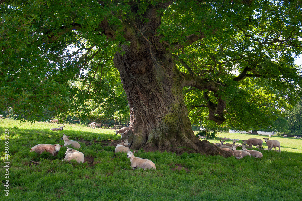 Sheep grazing under the summertime tree.