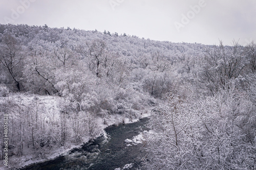 Winter forest by the river. Very beautiful natural background.