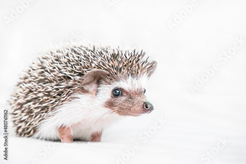 Decorative African hedgehog at home. Hedgehog as a pet. Horizontal photo with low depth of field and selective focus. Cute little pygmy hedgehog looks at the camera. Hedgehog on a light background
