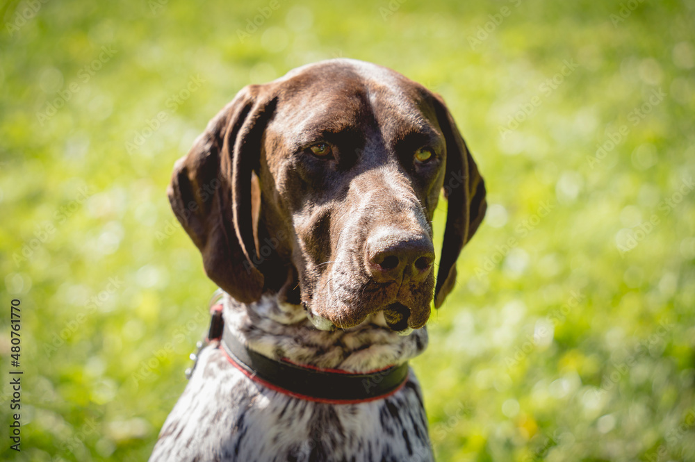 Portrait of cute kurzhaar dog at the park.