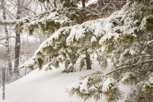 A winter day. Trees in the snow, snowdrifts. Fairytale forest.