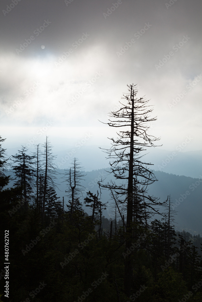 Changing Environment at Clingmans Dome in the Great Smoky Mountains