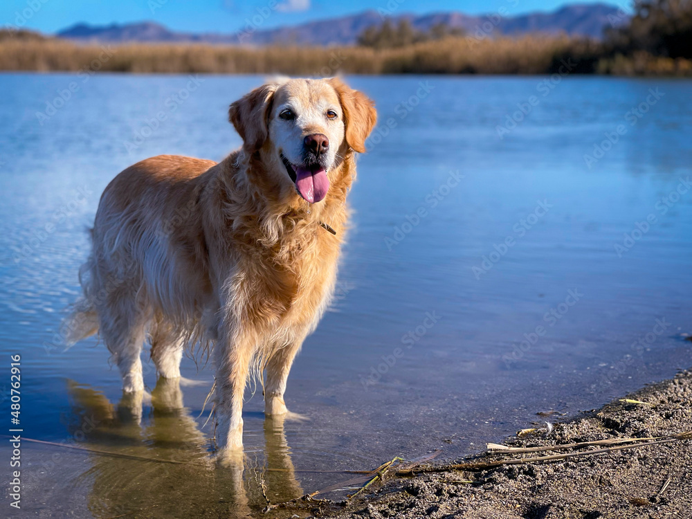 Obraz premium golden retriever in the water