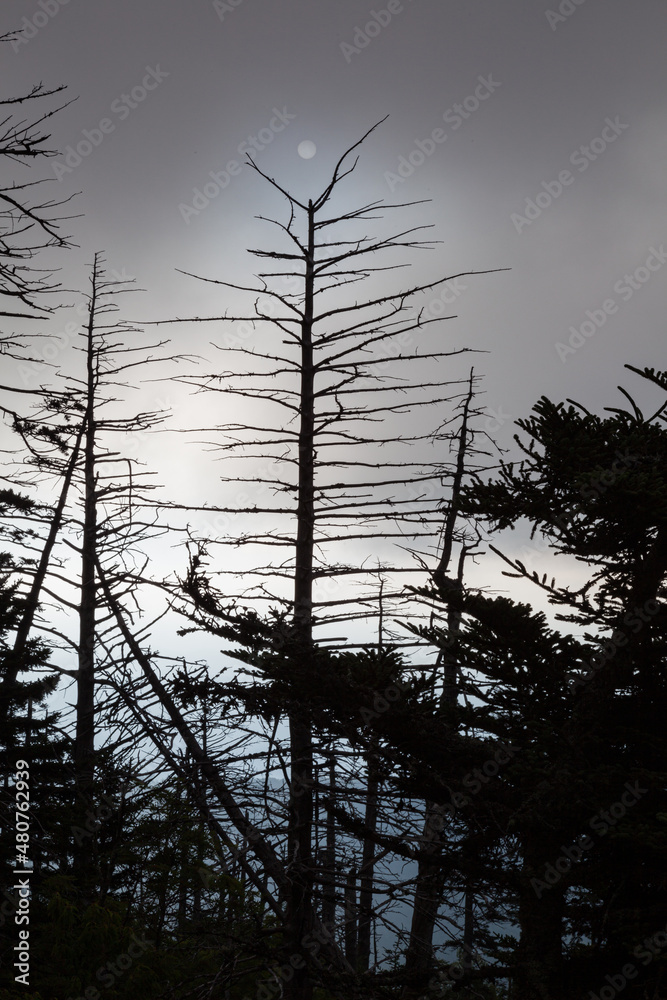 Changing Environment at Clingmans Dome in the Great Smoky Mountains Changing Environment at Clingmans Dome in the Great Smoky Mountains