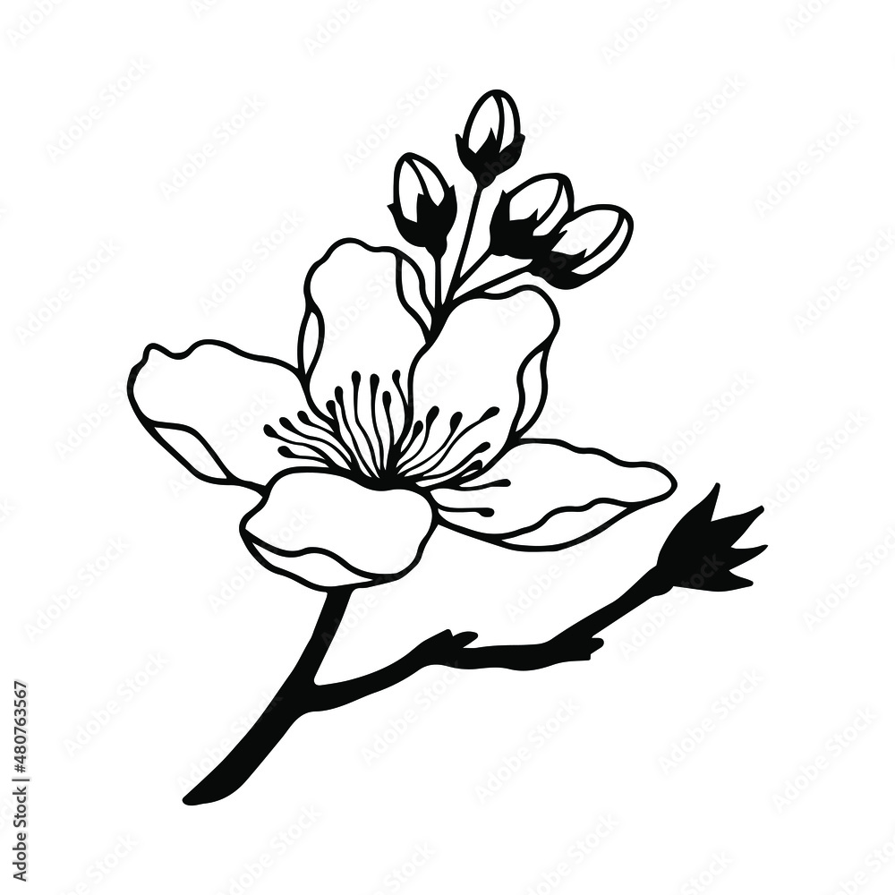 Blossoming branch of an apple tree. Vector stock illustration eps10. Isolate on white background, outline, hand drawing.