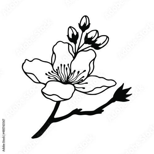Blossoming branch of an apple tree. Vector stock illustration eps10. Isolate on white background  outline  hand drawing.