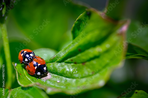 Marienkäfer bei der Paarung - Ladybug
