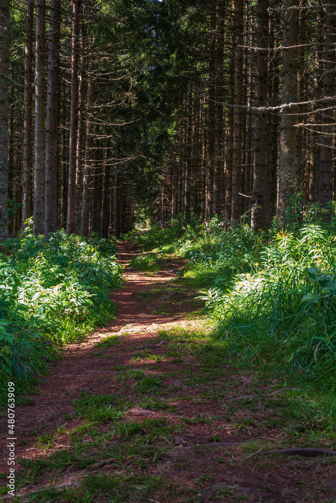 Auvergne