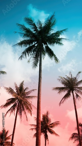 Fototapeta Naklejka Na Ścianę i Meble -  palm tree silhouette