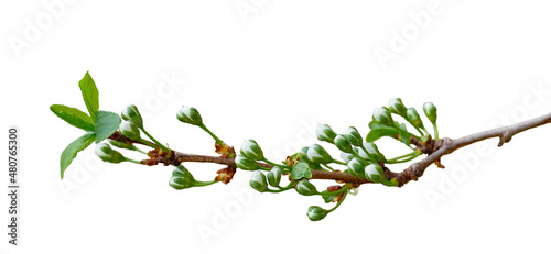 Close up of blossoming plum tree branch isolated on white background