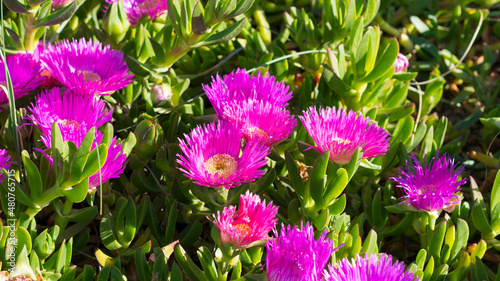 purple and white flowers