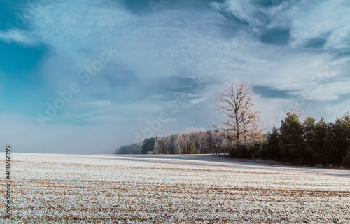 Winter czech landscape. Forest with large tree, agriculture field and cloudy sky