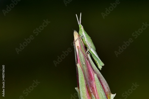 Orthoptera are paurometabolic insects with chewy mouthparts. photo
