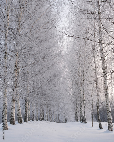 Winter landscape. snowy trees in forest. alley park