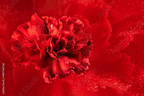 Red carnation flower on a textured red background