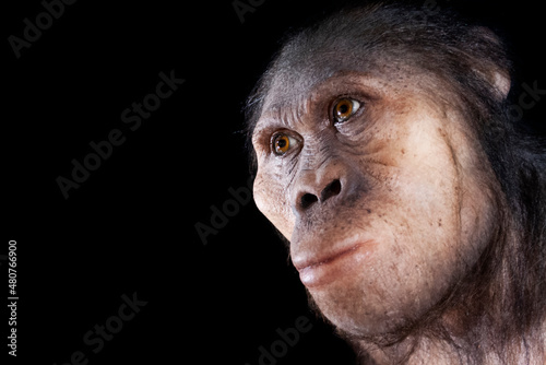 australopithecus africanus photo