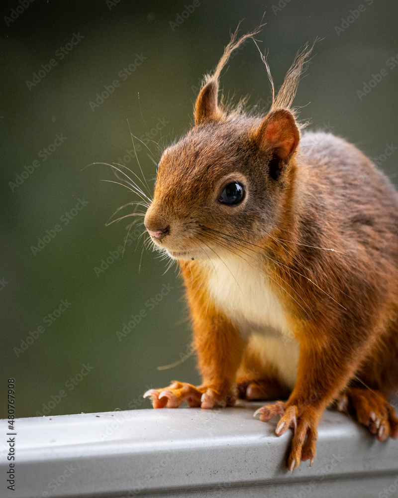 Obraz premium Eichhörnchen-Portrait