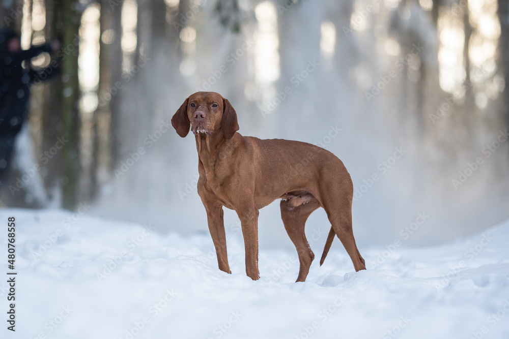 Male Hungarian Vizsla dog sitting in deep snowdrifts against the backdrop of a snowy winter forest Male Hungarian Vizsla dog sitting in deep snowdrifts against the backdrop of a snowy winter forest