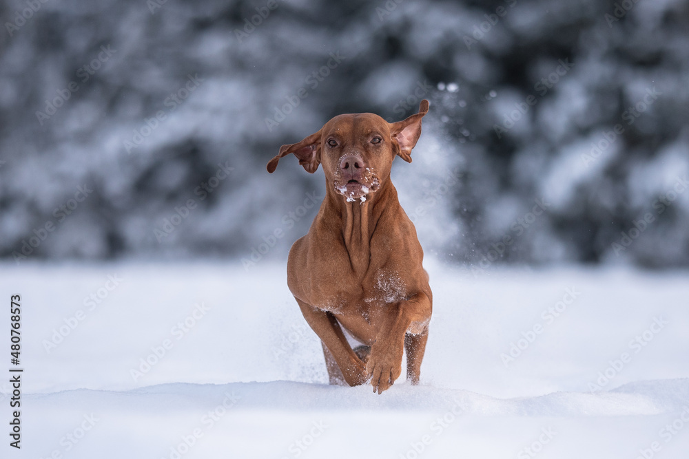 Male Hungarian Vizsla dog running in deep snowdrifts against the backdrop of a snowy winter forest Male Hungarian Vizsla dog running in deep snowdrifts against the backdrop of a snowy winter forest