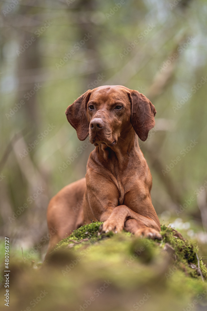 A male Hungarian Vizsla dog lying on a fallen tree against the backdrop of a lush spring forest. Looking away