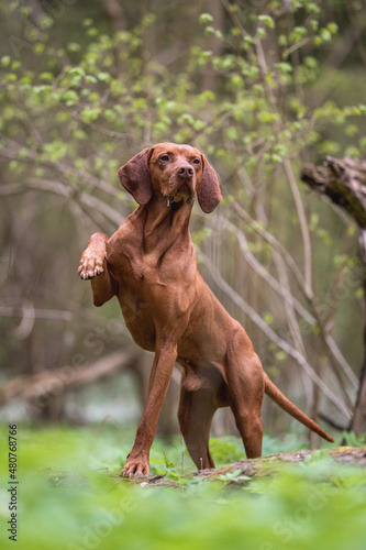 A male Hungarian Vizsla dog posing among green grass and white flowers against the backdrop of a lush spring forest. Paws in the air