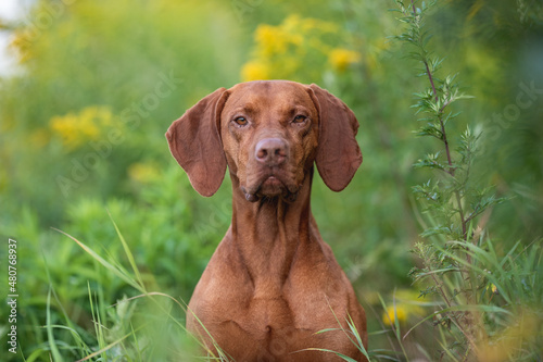 Close-up portrait of Male Hungarian Vizsla dog among yellow flowers and summer greenery. Dog emotions. Looking into the camera