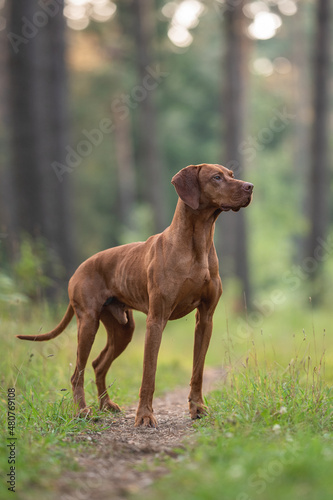 A male Hungarian Vizsla dog standing on a path in the middle of a pine forest. Dog posing. Looking away