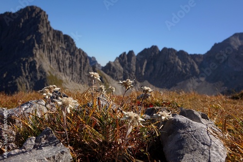 Edelweiß im Herbst.