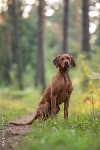 A male Hungarian Vizsla dog sitting on a path in the middle of a pine forest. Dog posing. Looking in to the camera