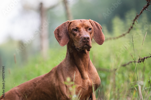Close-up portrait of Male Hungarian Vizsla dog among yellow flowers and summer greenery. Dog emotions. Looking away