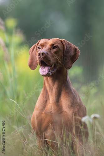 Close-up portrait of Male Hungarian Vizsla dog among yellow flowers and summer greenery. Dog emotions. The mouth is open. Looking away