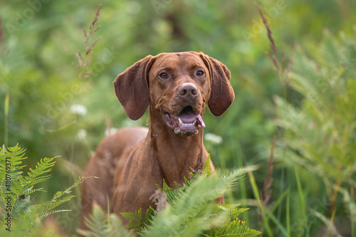 Close-up portrait of Male Hungarian Vizsla dog among yellow flowers and summer greenery. Dog emotions. The mouth is open. Looking into the away