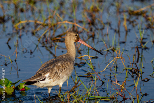 Black Tailed Godwit at Chilka Bird Santuary in Orrisa in India photo