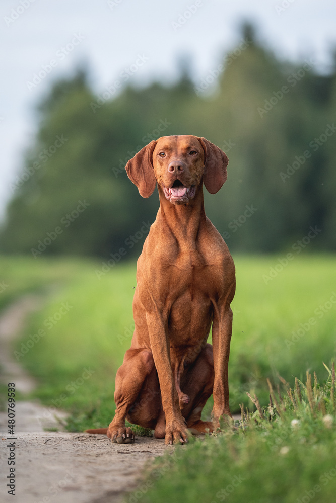 Male Hungarian Vizsla dog posing in the rays of the setting sun against the backdrop of a green forest