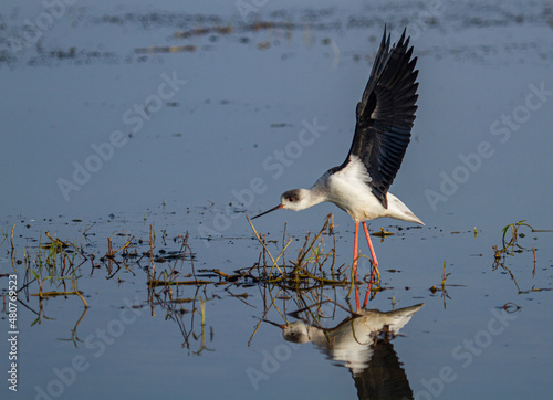 Black Winged Stilt In Chilka Bird Sanctuary in Orrisa in India photo