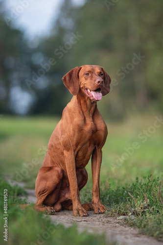 Male Hungarian Vizsla dog posing in the rays of the setting sun against the backdrop of a green forest