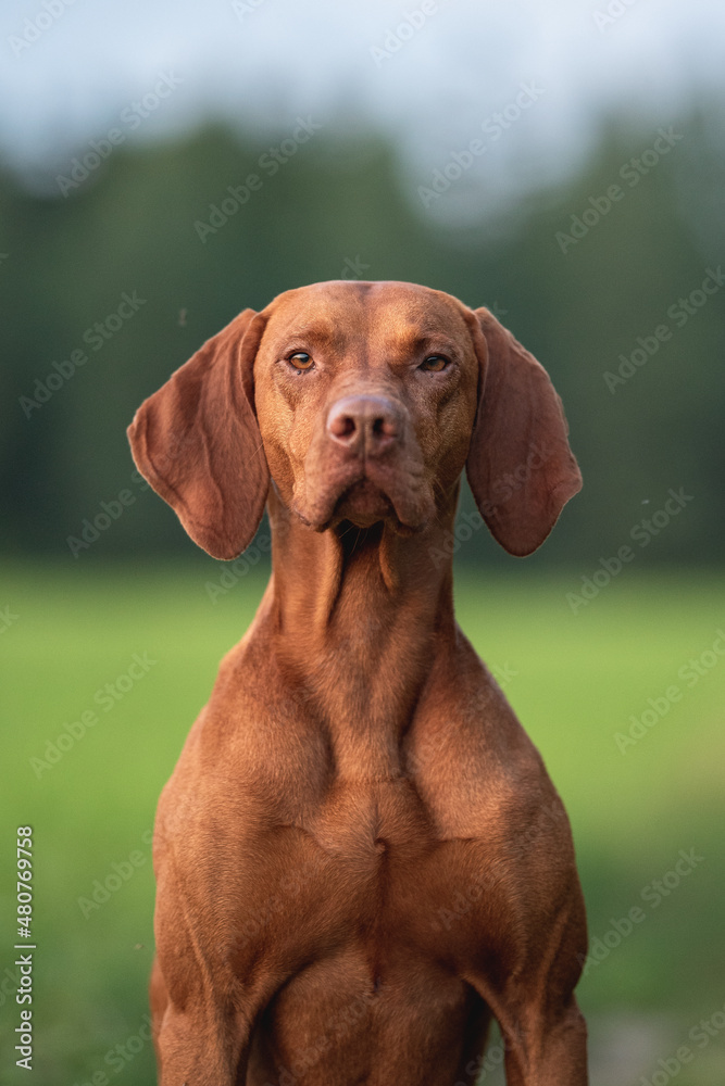 Male Hungarian Vizsla dog in the rays of the setting sun against the backdrop of a green forest. Close up portrait. Dog posing. Looking in to the camera.