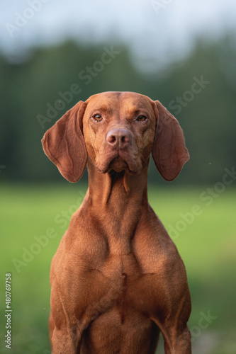 Male Hungarian Vizsla dog in the rays of the setting sun against the backdrop of a green forest. Close up portrait. Dog posing. Looking in to the camera.