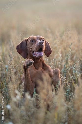 A male Hungarian Vizsla dog playing in the middle of an oat field at sunset. Dog posing. Paws in the air. The mouth is open