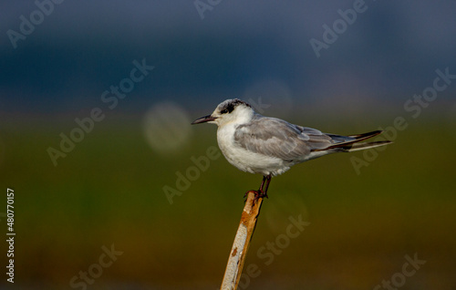 Kentish Plover at Chilka Bird Sanctuary in Orrisa in India photo