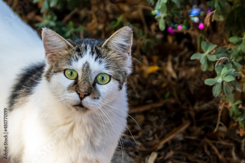 Curious cat looking at camera 