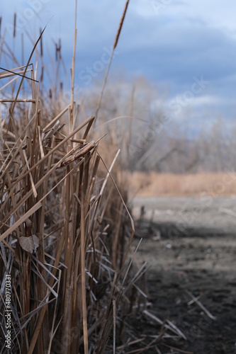 reeds in the dirt