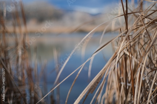 reeds on the bank of lake