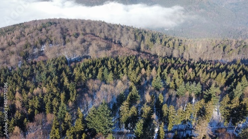 Foggy Valley, flying in the forest