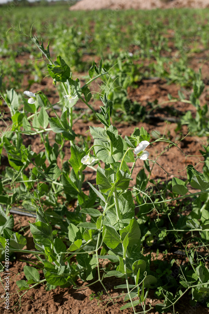Obraz premium photo of sprouts with green pea flowers. The theme of seasonal planting, gardening and agriculture
